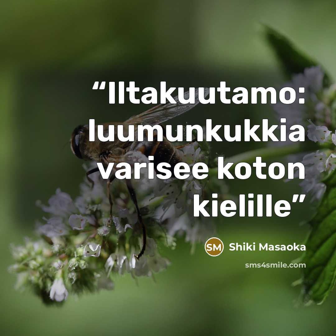 “Iltakuutamo: luumunkukkia varisee koton kielille” quote by Shiki Masaoka