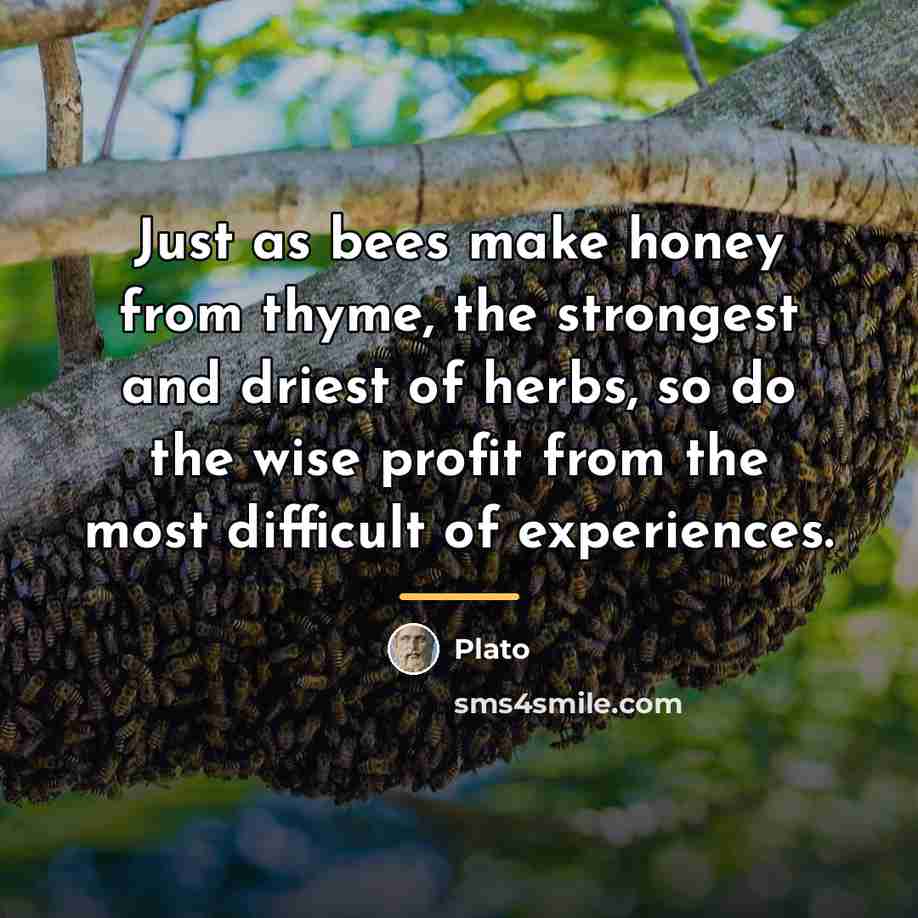 “Just as bees make honey from thyme, the strongest and…” quote by Plato
