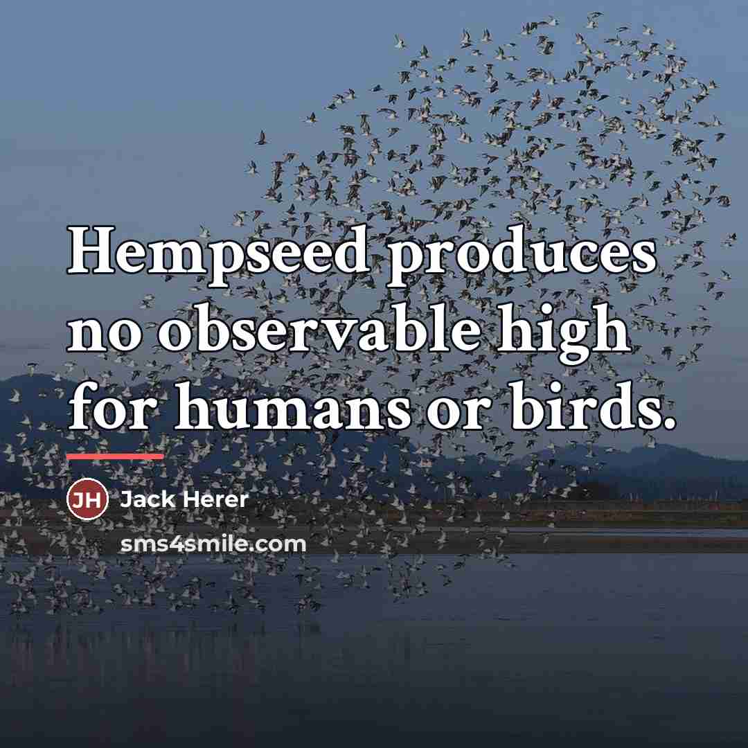 “Hempseed produces no observable high for humans or birds.…” quote by Jack Herer