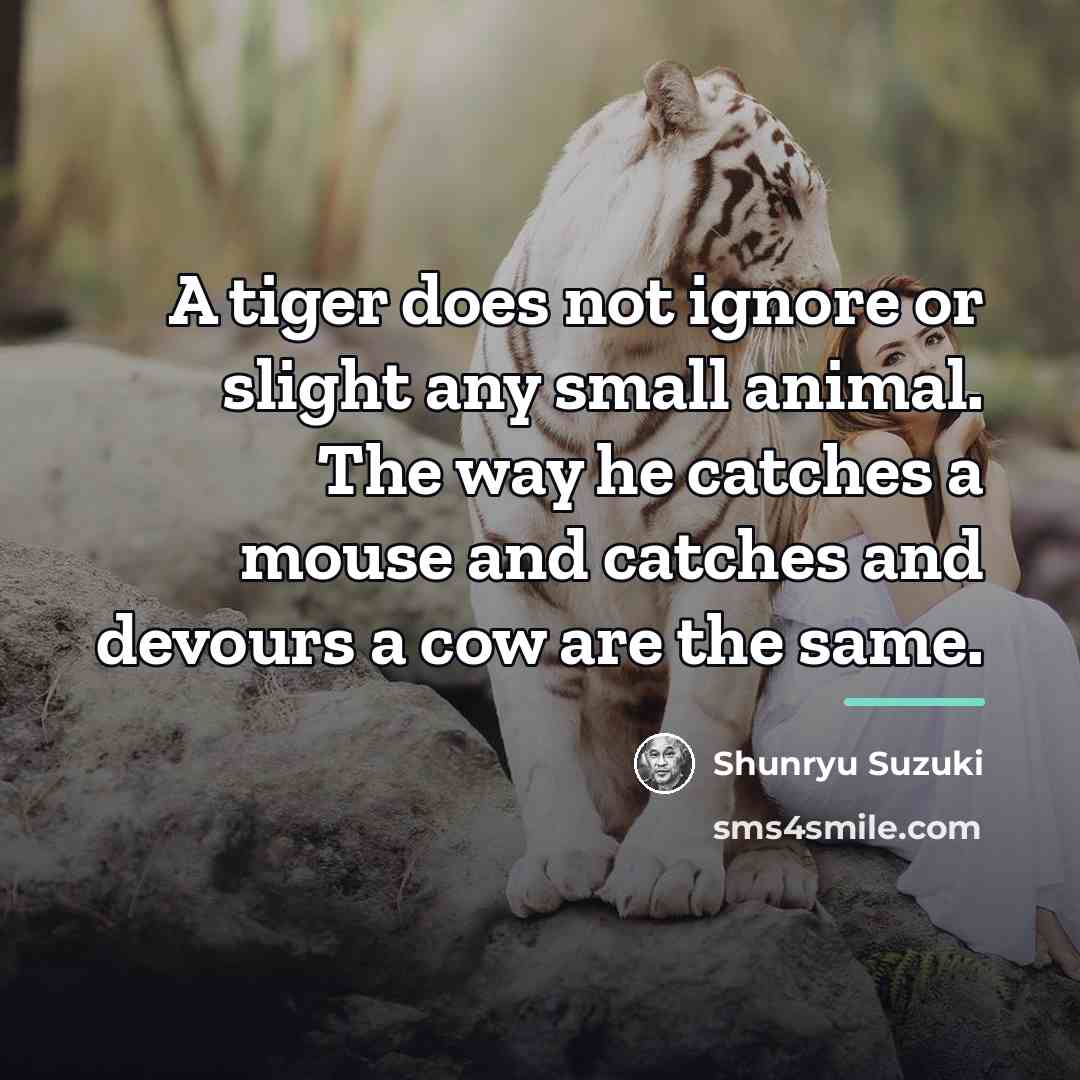 “A tiger does not ignore or slight any small animal.…” quote by Shunryu Suzuki