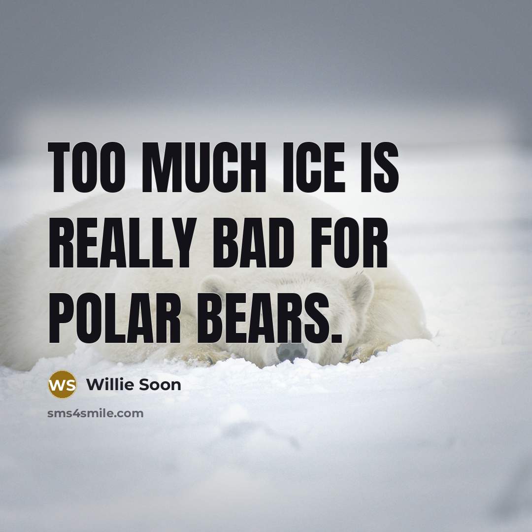“Too much ice is really bad for polar bears.…” quote by Willie Soon