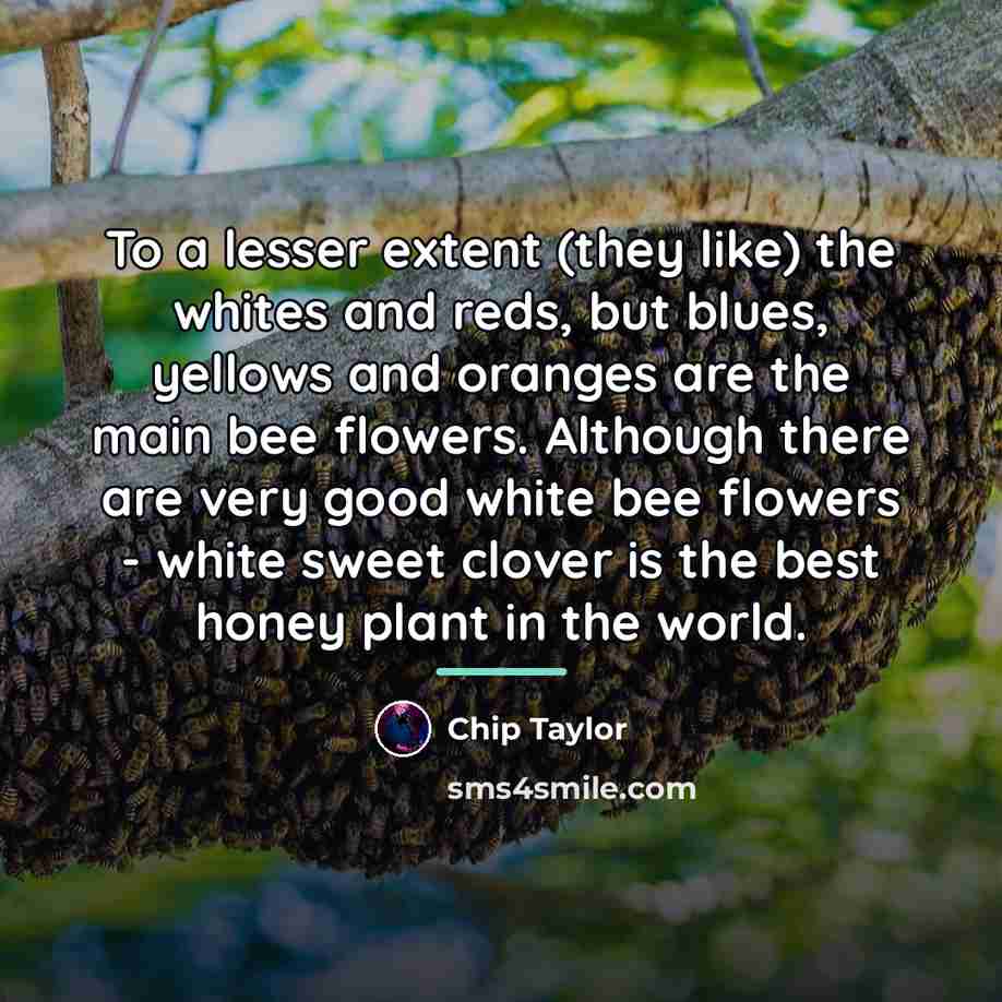 “To a lesser extent (they like) the whites and reds,…” quote by Chip Taylor