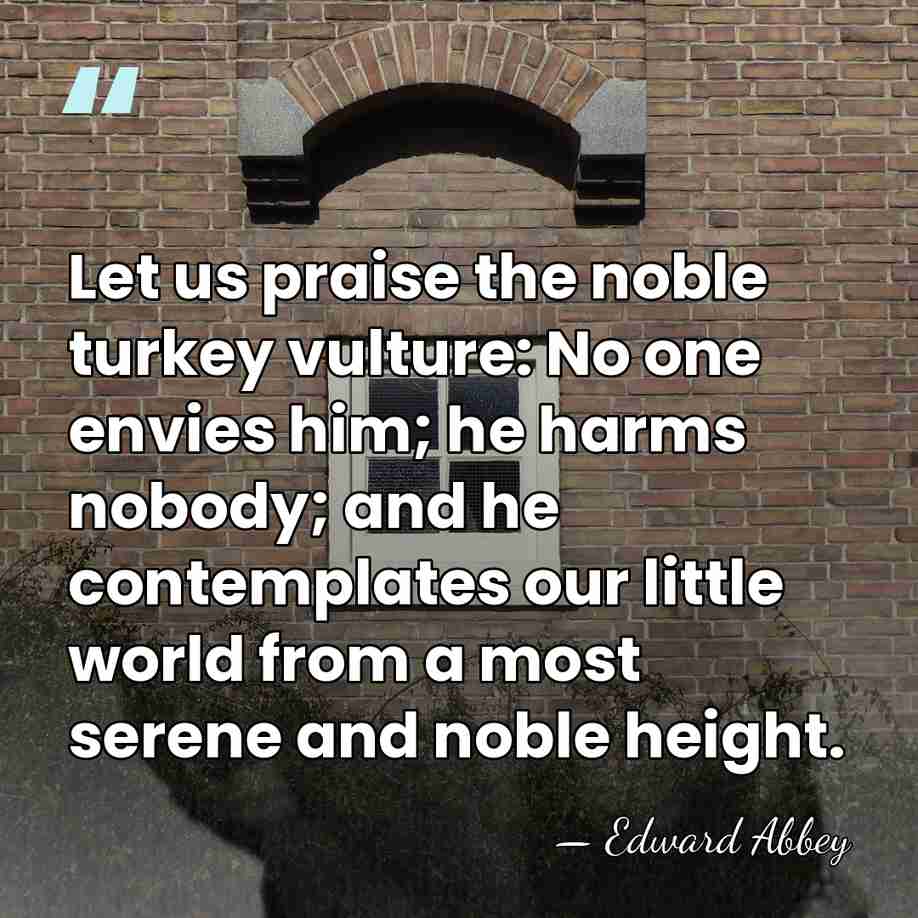 Let us praise the noble turkey vulture: No one envies him; he&hellip; - Edward Abbey