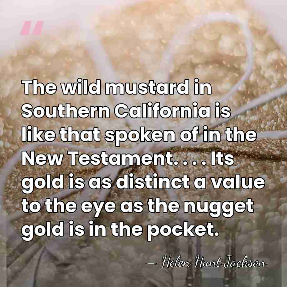 The wild mustard in Southern California is like that spoken of in&hellip; - Helen Hunt Jackson