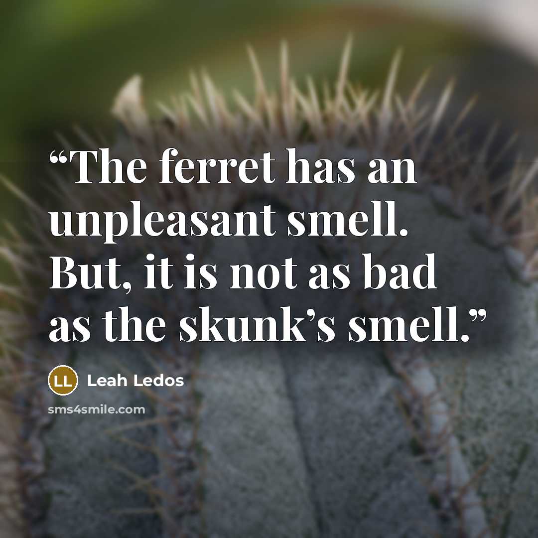 “The ferret has an unpleasant smell. But, it is not as bad as the skunk’s smell.” quote by Leah Ledos