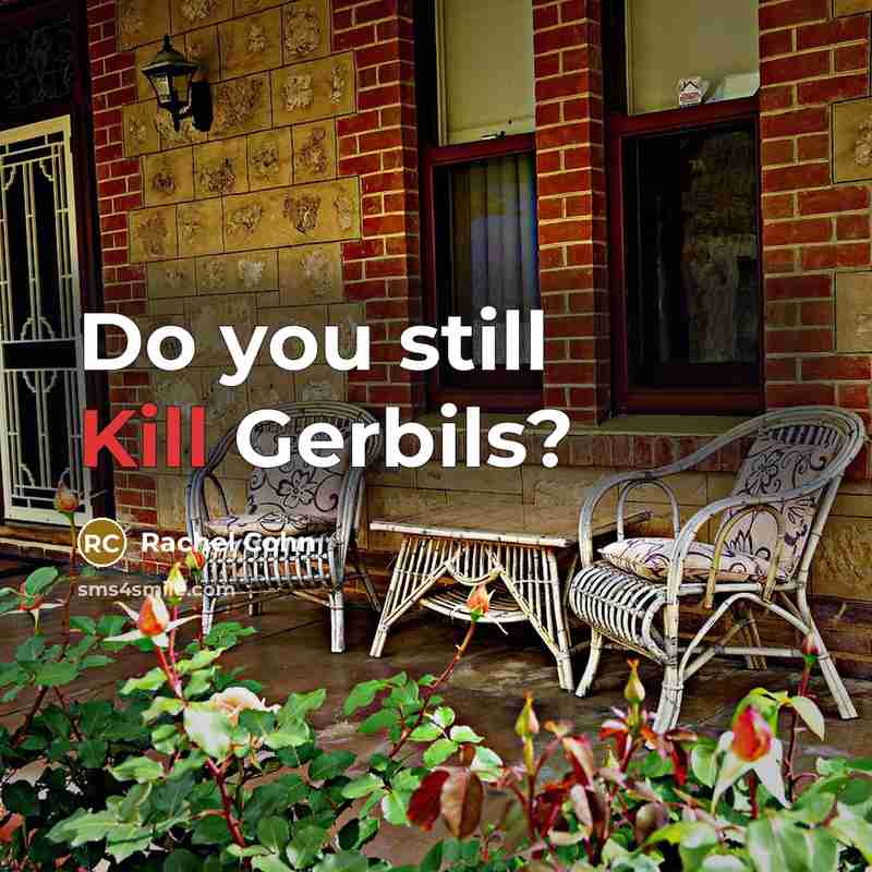 “Do you still Kill Gerbils?” quote by Rachel Cohn