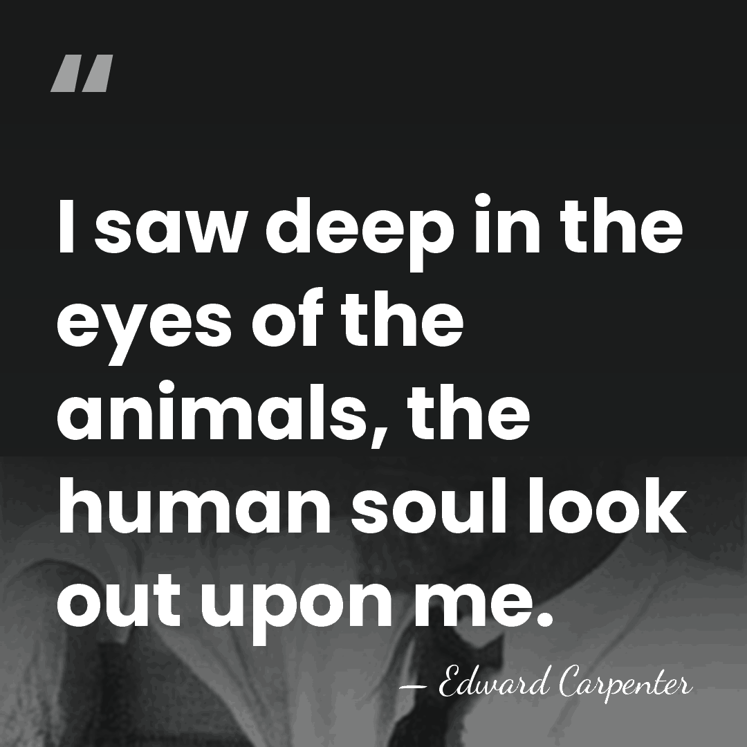 I saw deep in the eyes of the animals, the human soul&hellip; - Edward Carpenter