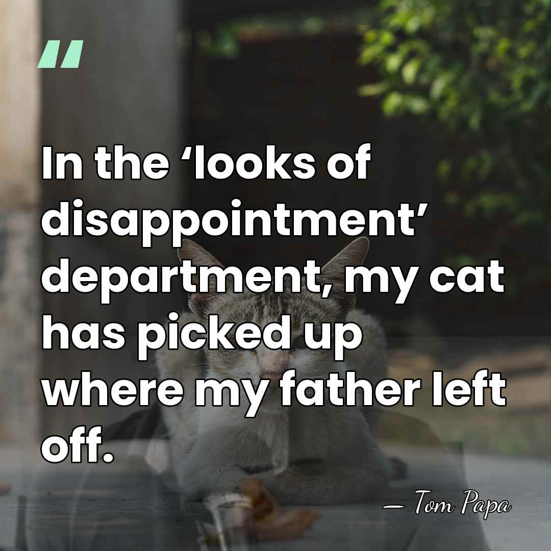 In the ‘looks of disappointment’ department, my cat has picked up where&hellip; - Tom Papa