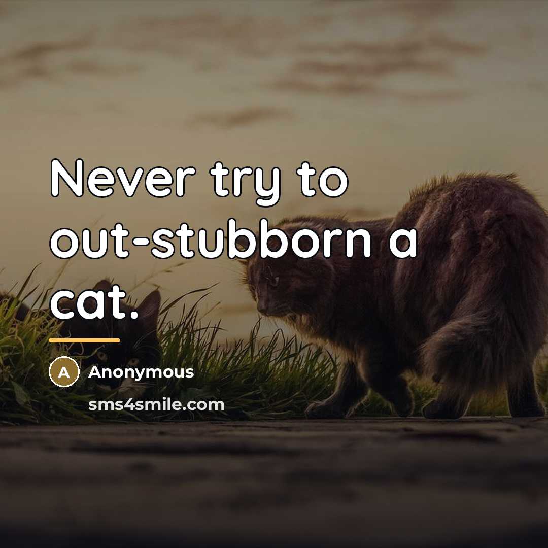“Never try to out-stubborn a cat.…” quote by Anonymous