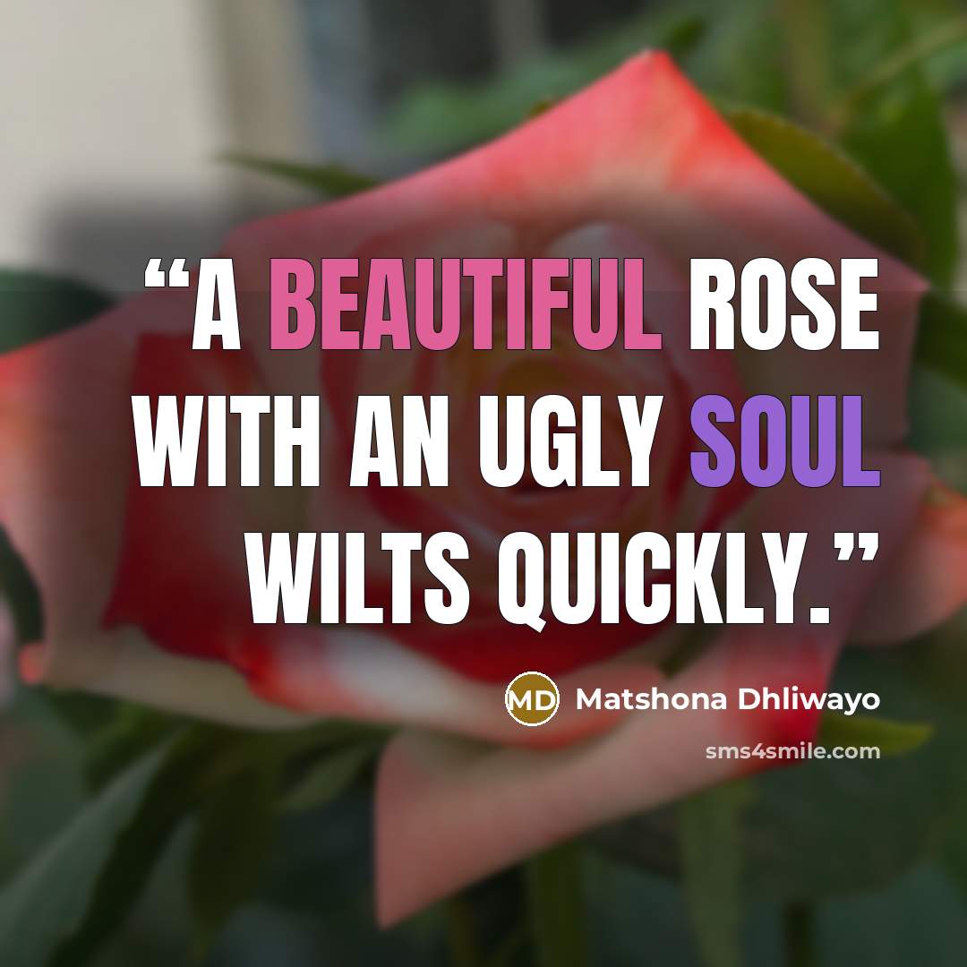 “A beautiful rose with an ugly soul wilts quickly.” quote by Matshona Dhliwayo