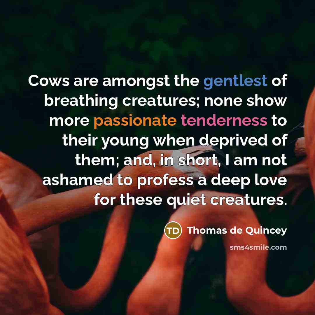 “Cows are amongst the gentlest of breathing creatures; none show…” quote by Thomas de Quincey