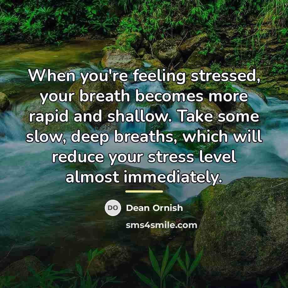 “When you're feeling stressed, your breath becomes more rapid and…” quote by Dean Ornish