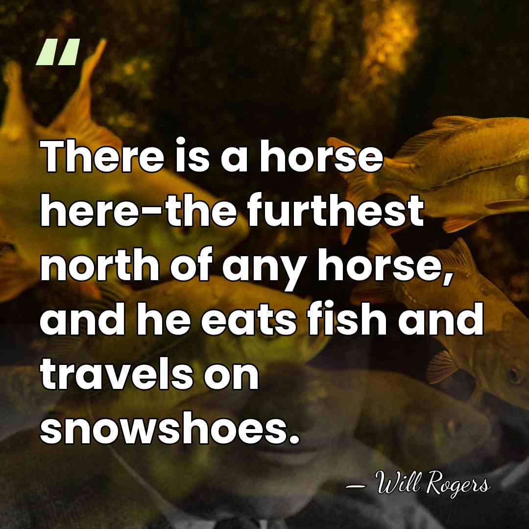There is a horse here-the furthest north of any horse, and he&hellip; - Will Rogers