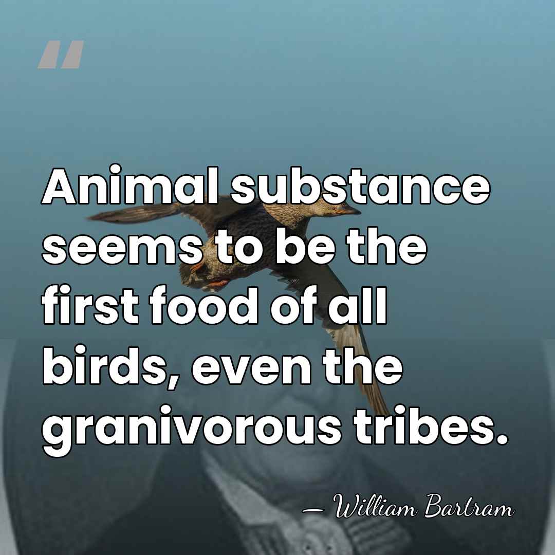Animal substance seems to be the first food of all birds, even&hellip; - William Bartram