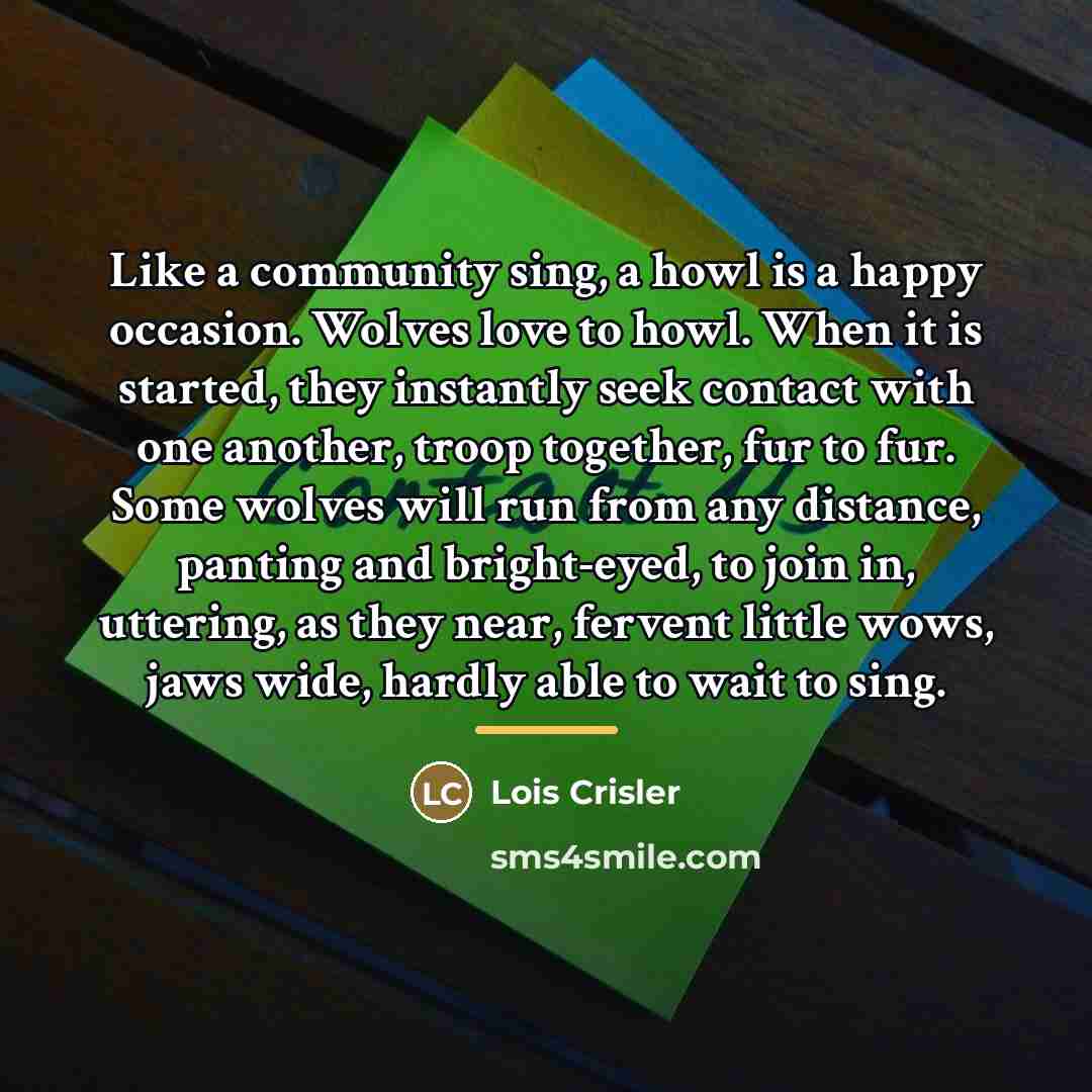 “Like a community sing, a howl is a happy occasion.…” quote by Lois Crisler