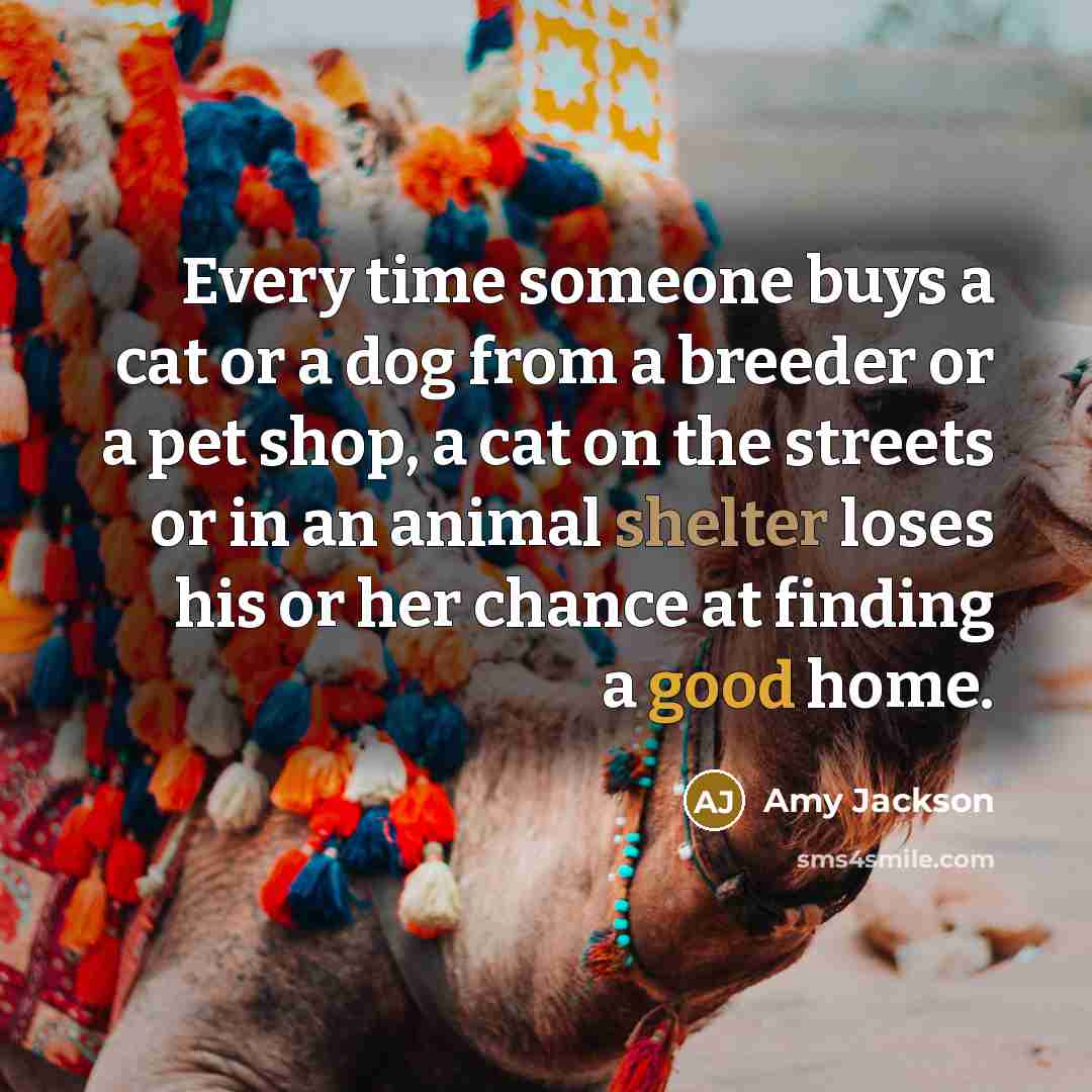 “Every time someone buys a cat or a dog from…” quote by Amy Jackson