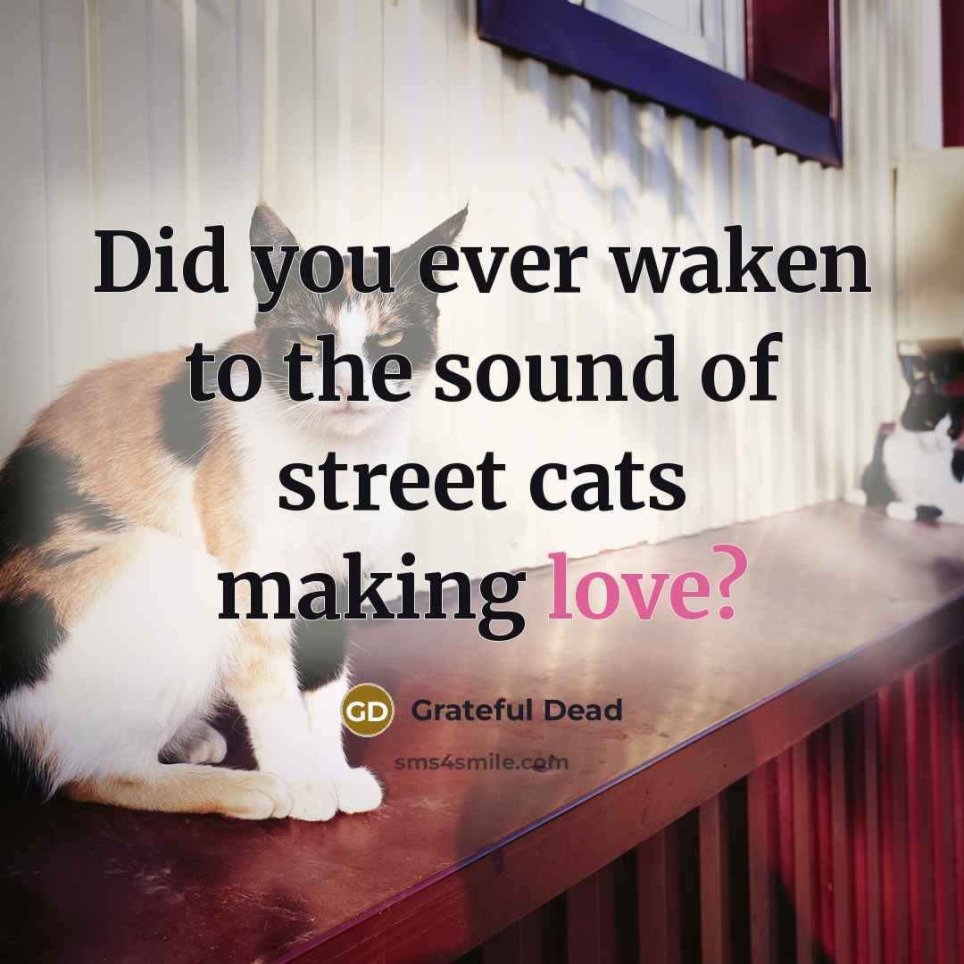 “Did you ever waken to the sound of street cats making love?” quote by Grateful Dead