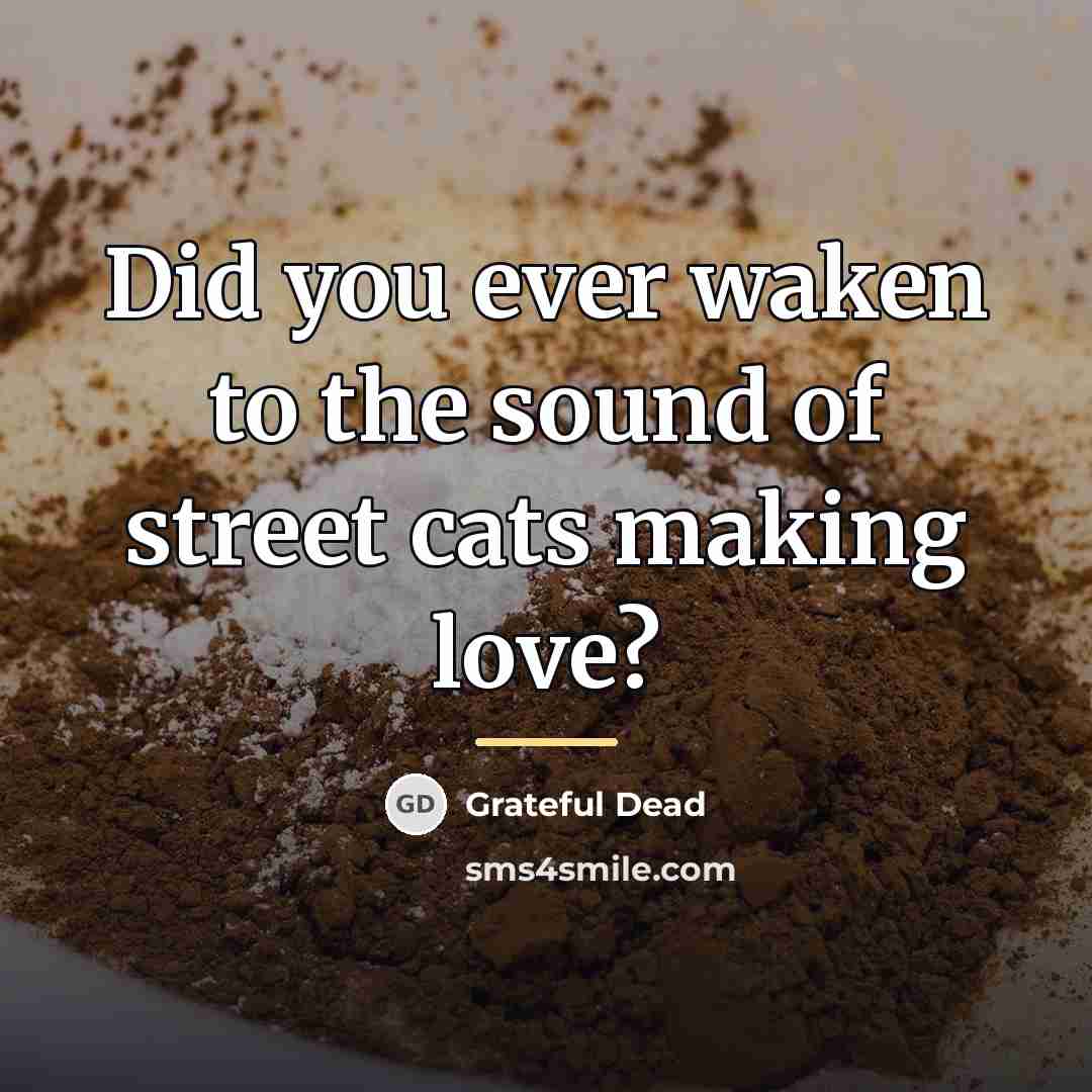 “Did you ever waken to the sound of street cats…” quote by Grateful Dead