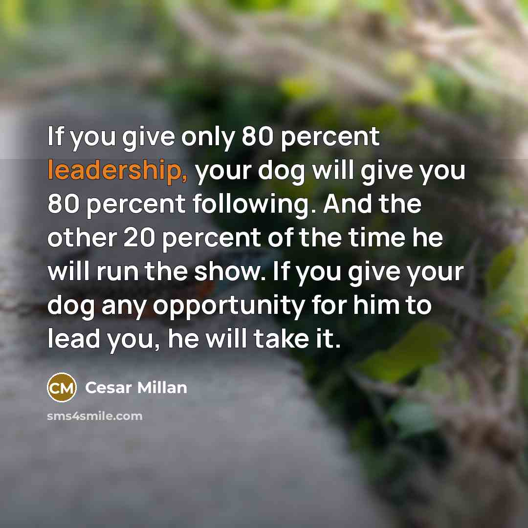 “If you give only 80 percent leadership, your dog will give you 80 percent following. And the other 20 percent of the time he will run the show. If you give your dog any opportunity for him to lead you, he will take it.” quote by Cesar Millan