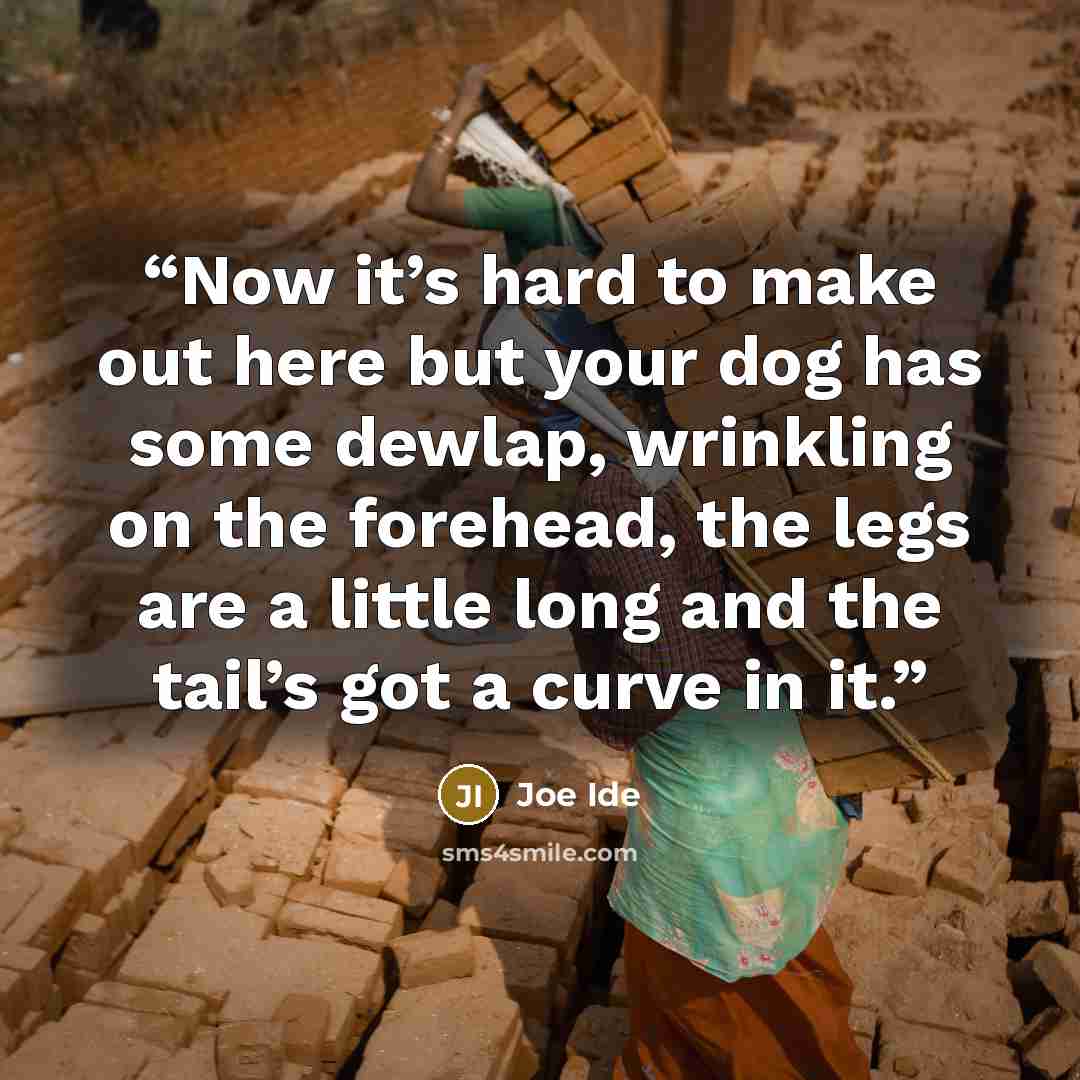 “Now it’s hard to make out here but your dog has some dewlap, wrinkling on the forehead, the legs are a little long and the tail’s got a curve in it.” quote by Joe Ide