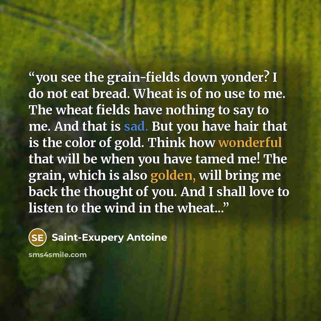 “you see the grain-fields down yonder? I do not eat bread. Wheat is of no use to me. The wheat fields have nothing to say to me. And that is sad. But you have hair that is the color of gold. Think how wonderful that will be when you have tamed me! The grain, which is also golden, will bring me back…” quote by Saint-Exupery Antoine