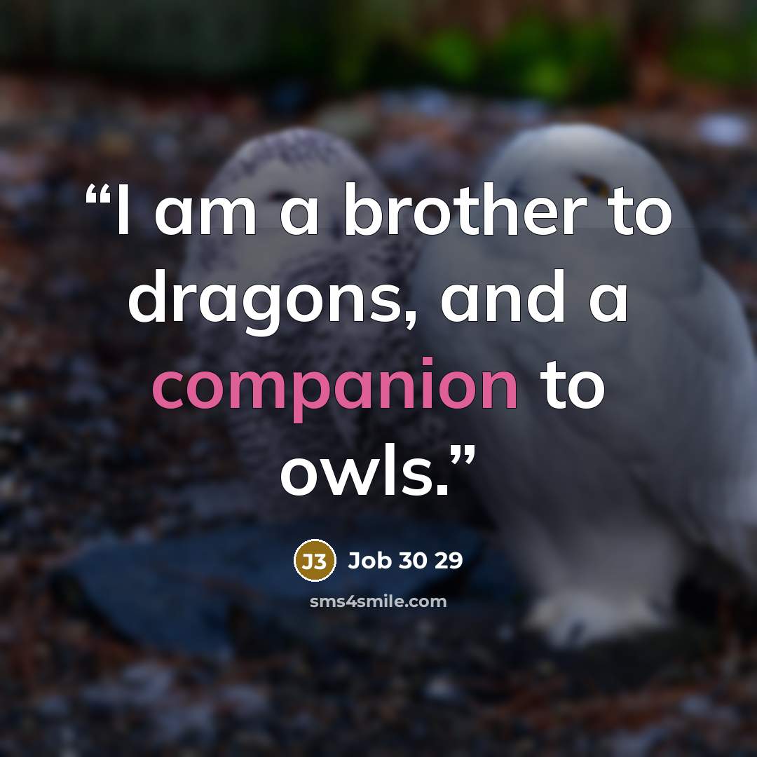 “I am a brother to dragons, and a companion to owls.” quote by Job 30 29