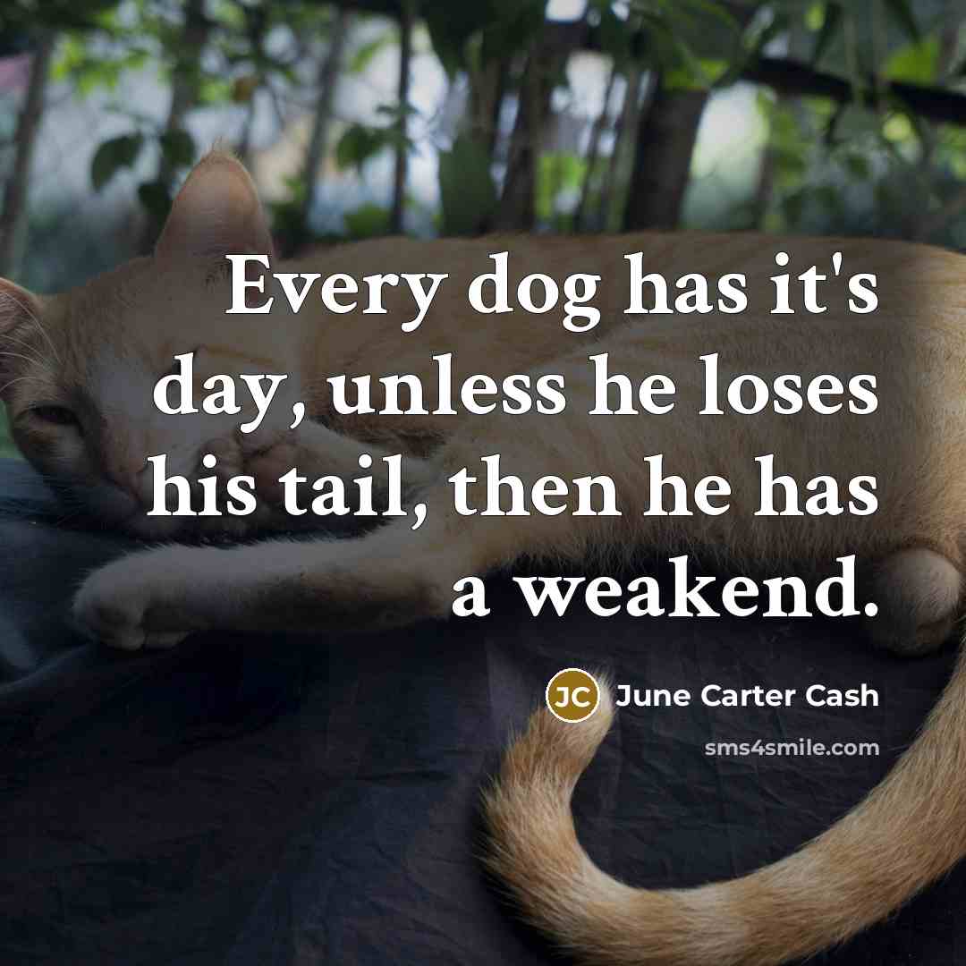 “Every dog has it's day, unless he loses his tail,…” quote by June Carter Cash