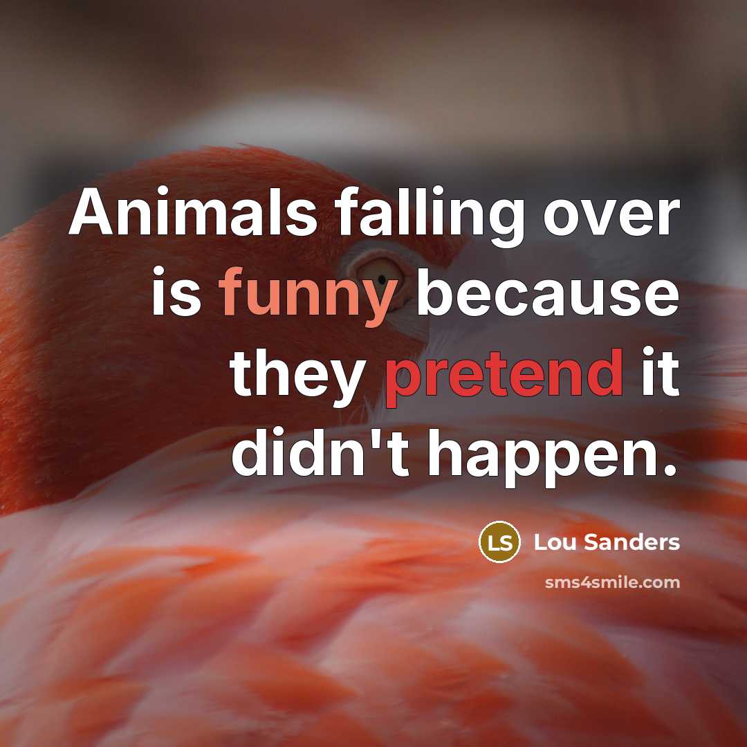 “Animals falling over is funny because they pretend it didn't happen.” quote by Lou Sanders