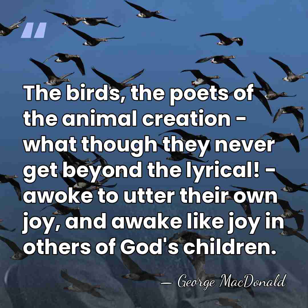 The birds, the poets of the animal creation - what though they&hellip; - George MacDonald