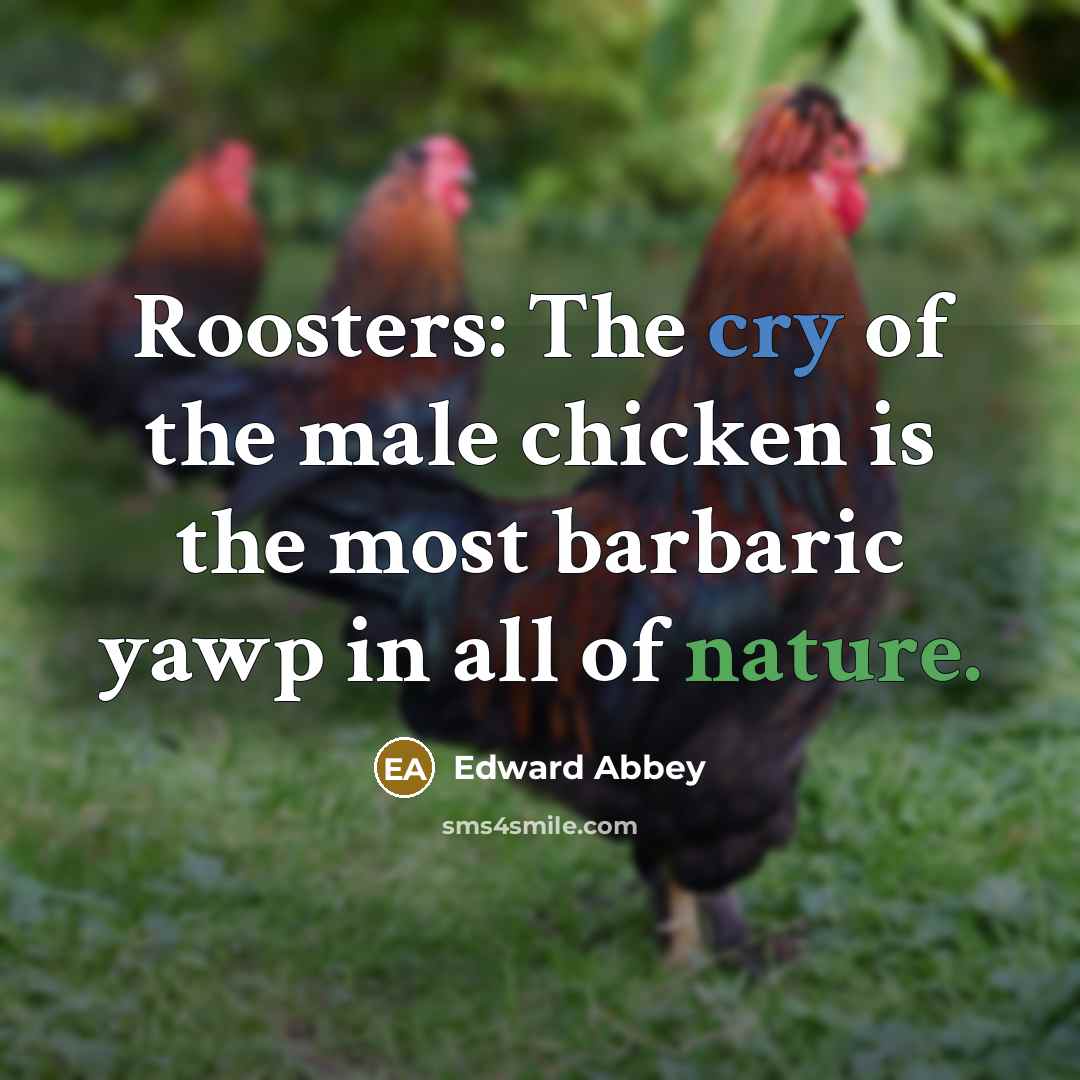 “Roosters: The cry of the male chicken is the most…” quote by Edward Abbey