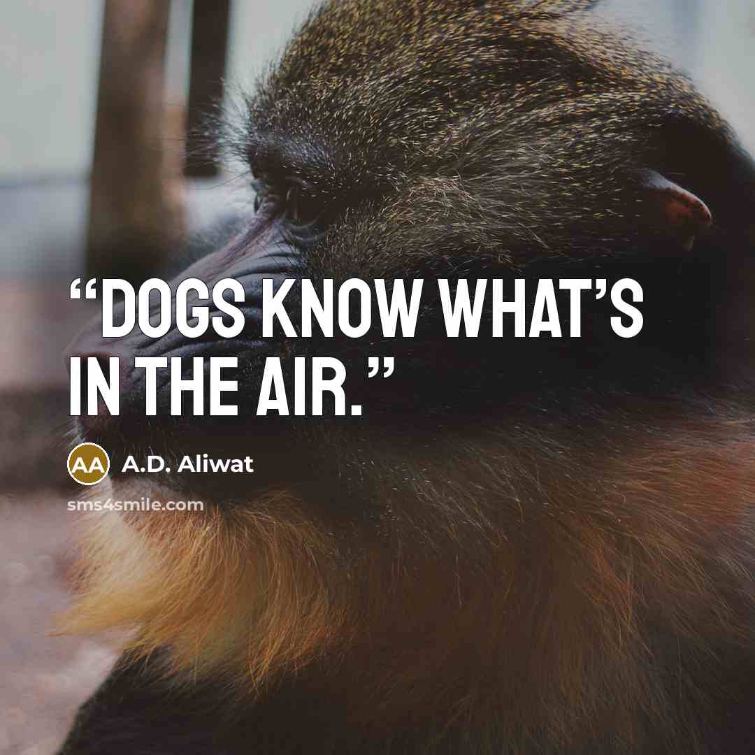 “Dogs know what’s in the air.” quote by A.D. Aliwat