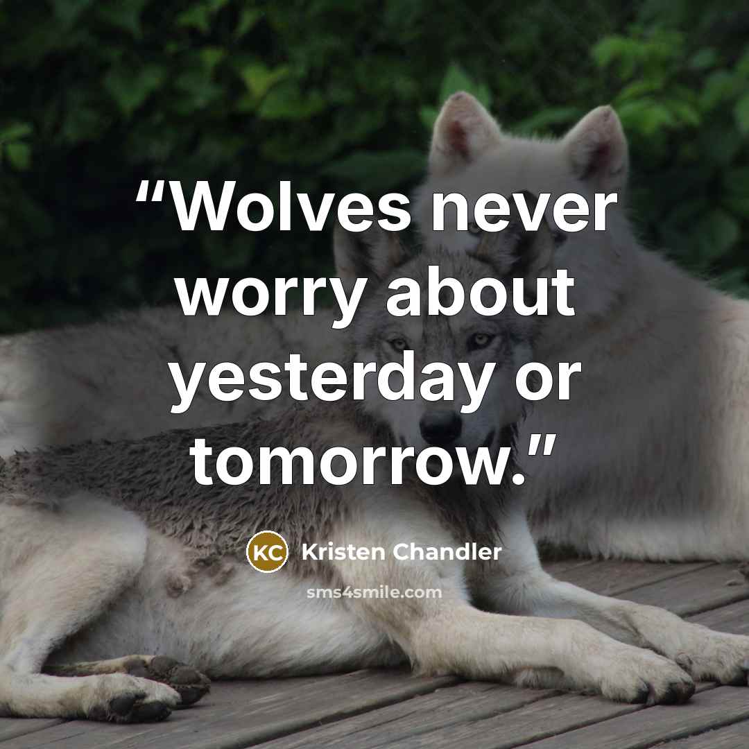 “Wolves never worry about yesterday or tomorrow.” quote by Kristen Chandler