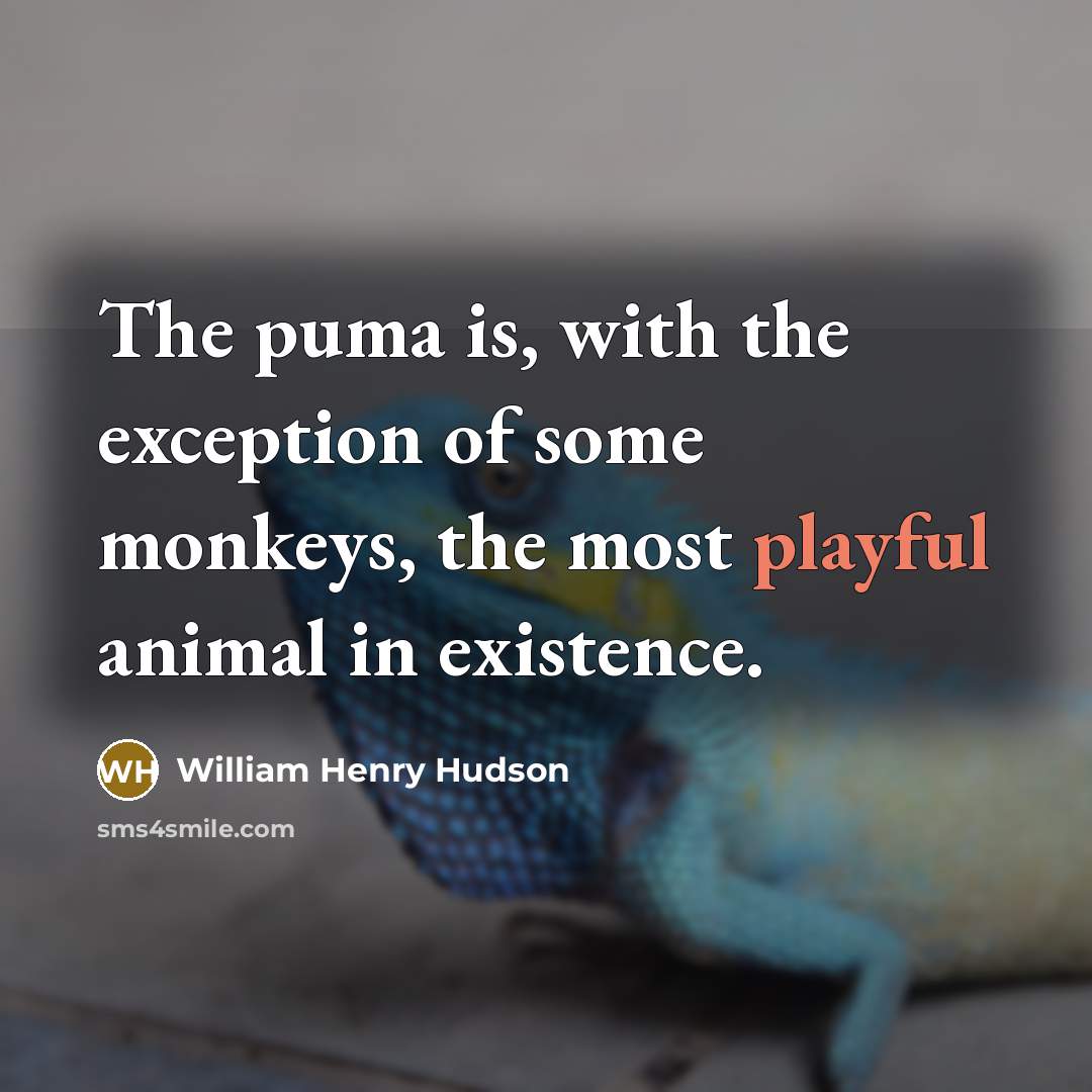 “The puma is, with the exception of some monkeys, the…” quote by William Henry Hudson