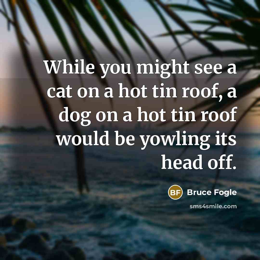 “While you might see a cat on a hot tin…” quote by Bruce Fogle