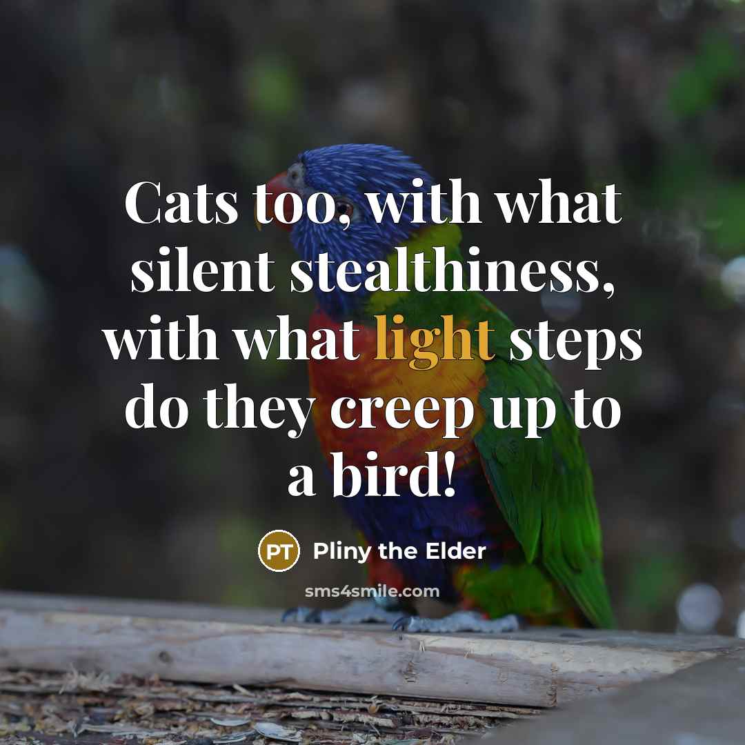 “Cats too, with what silent stealthiness, with what light steps…” quote by Pliny the Elder