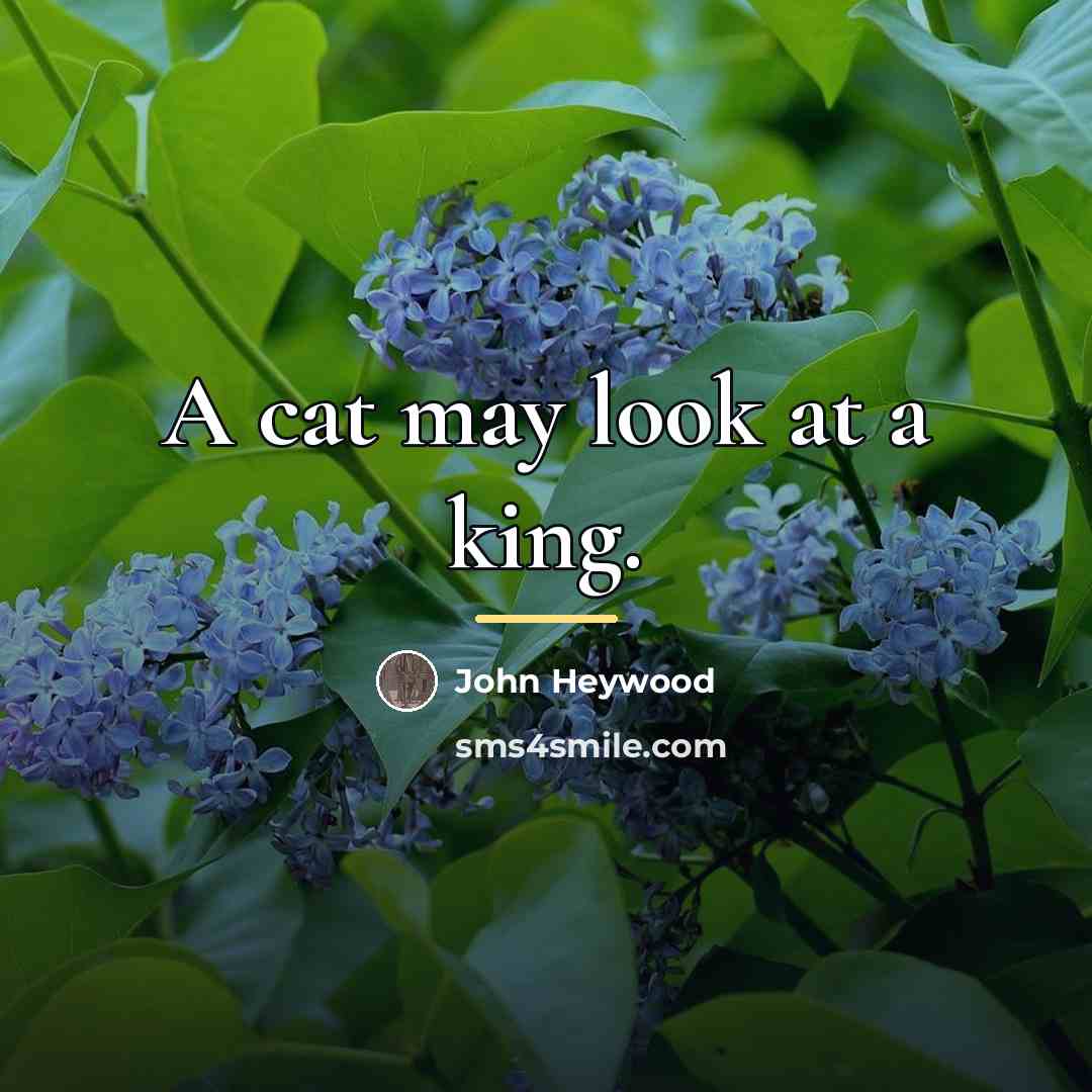 “A cat may look at a king.…” quote by John Heywood