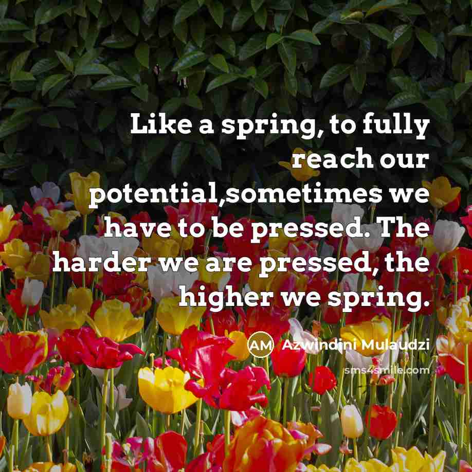 “Like a spring, to fully reach our potential,sometimes we have…” quote by Azwindini Mulaudzi