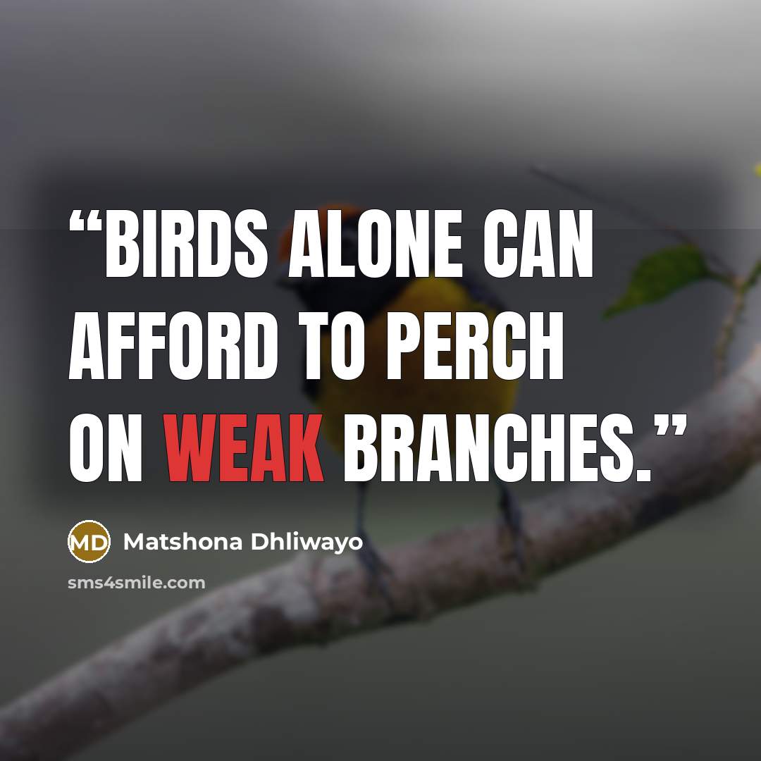 “Birds alone can afford to perch on weak branches.” quote by Matshona Dhliwayo
