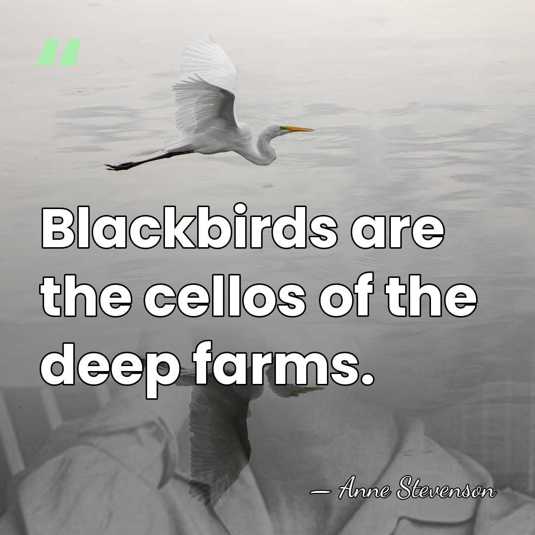 Blackbirds are the cellos of the deep farms. - Anne Stevenson