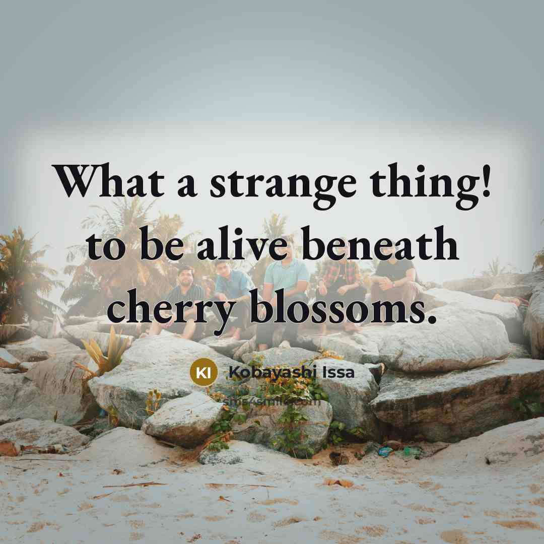 “What a strange thing! to be alive beneath cherry blossoms.…” quote by Kobayashi Issa