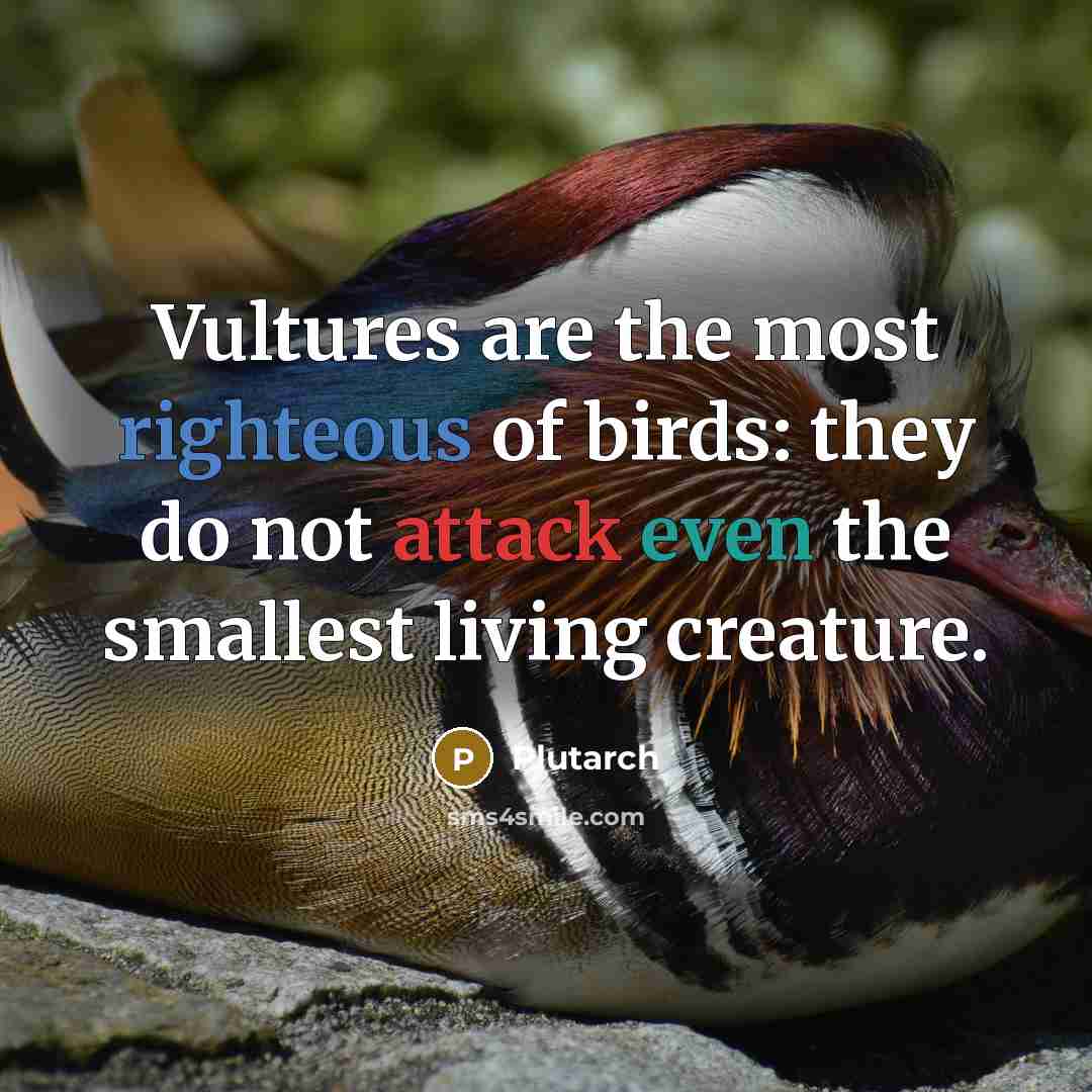 “Vultures are the most righteous of birds: they do not…” quote by Plutarch