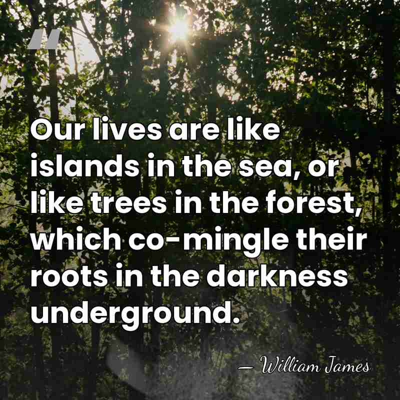 Our lives are like islands in the sea, or like trees in&hellip; - William James