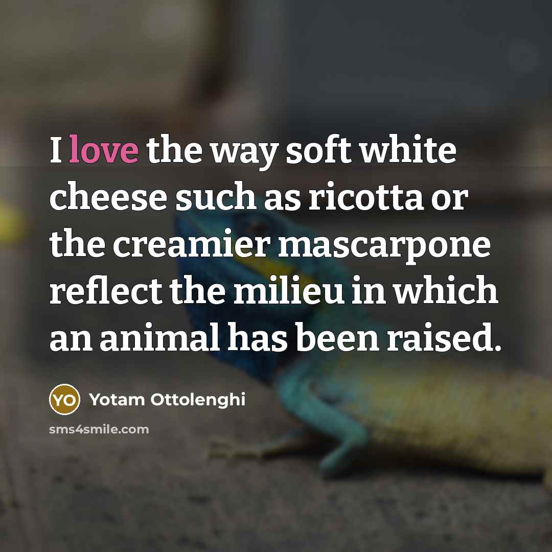 “I love the way soft white cheese such as ricotta…” quote by Yotam Ottolenghi