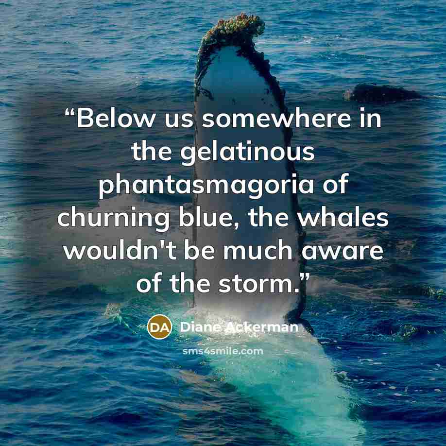 “Below us somewhere in the gelatinous phantasmagoria of churning blue, the whales wouldn't be much aware of the storm.” quote by Diane Ackerman