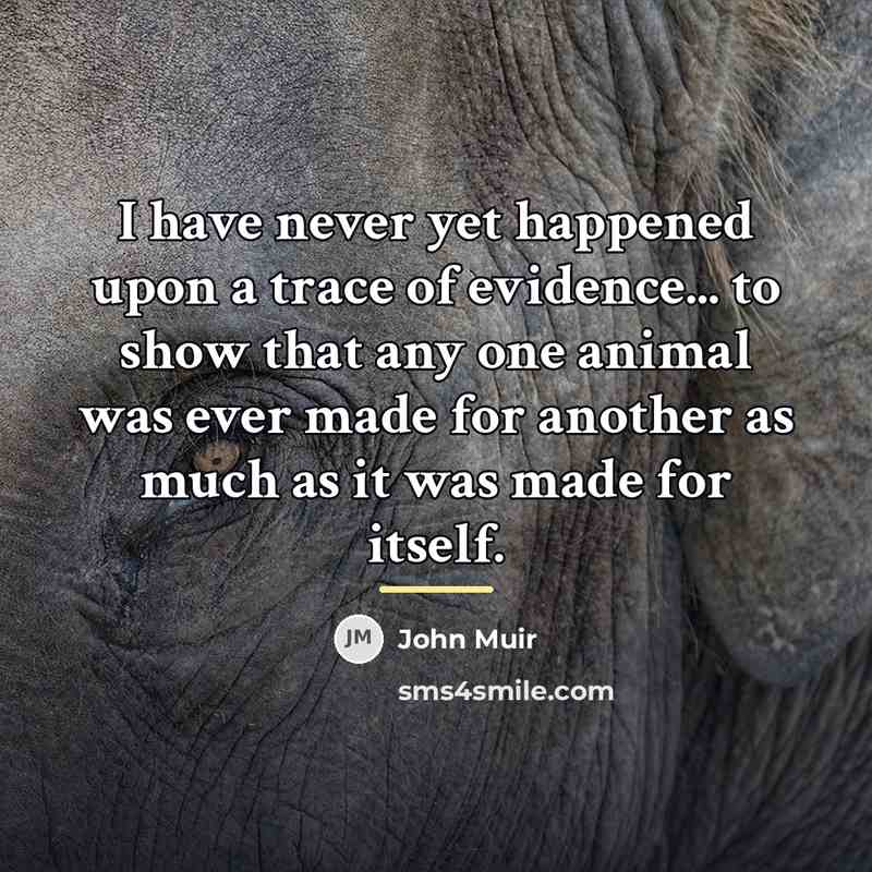 “I have never yet happened upon a trace of evidence...…” quote by John Muir