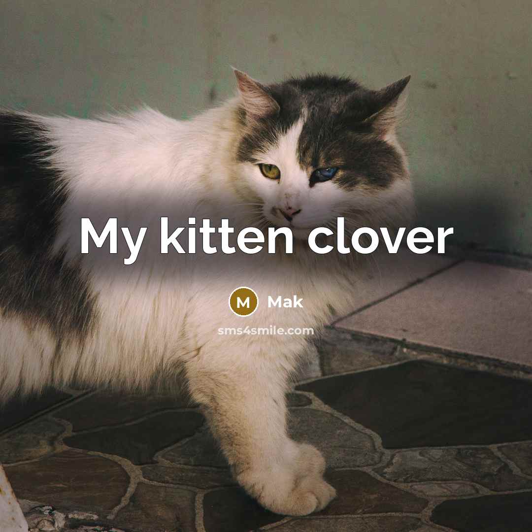 “My kitten clover” quote by Mak