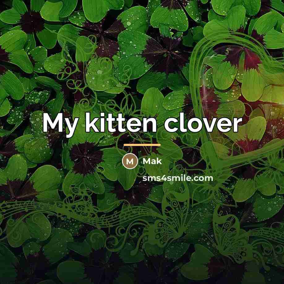 “My kitten clover…” quote by Mak