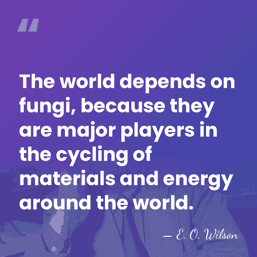 The world depends on fungi, because they are major players in the&hellip; - E. O. Wilson