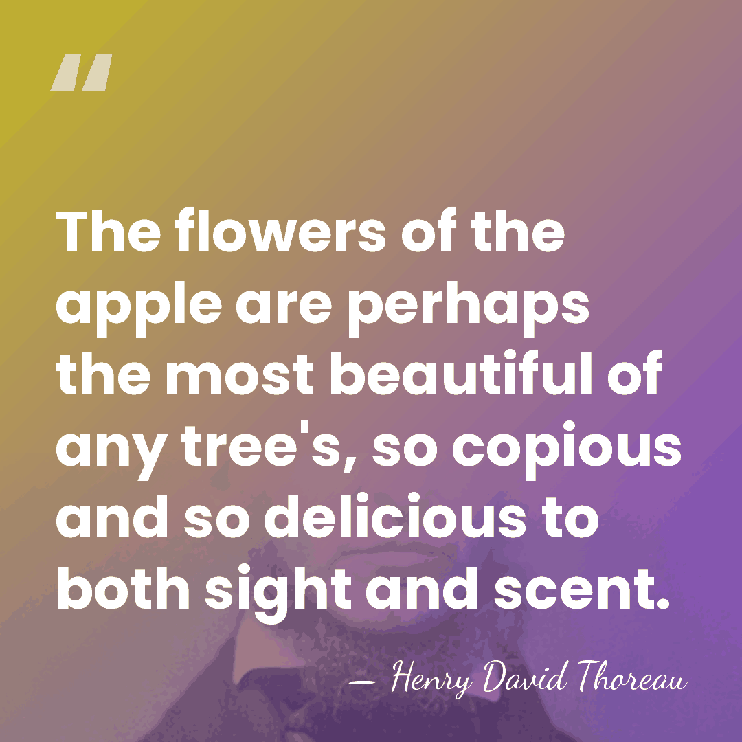 The flowers of the apple are perhaps the most beautiful of any&hellip; - Henry David Thoreau