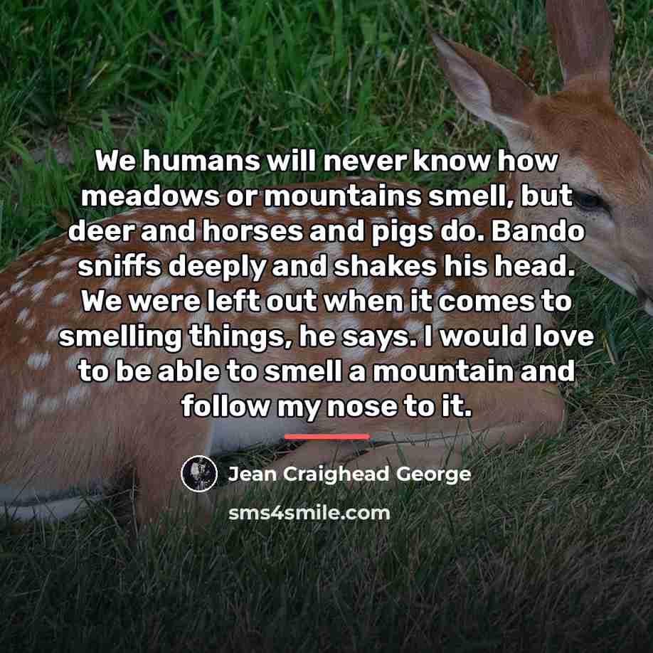 “We humans will never know how meadows or mountains smell,…” quote by Jean Craighead George